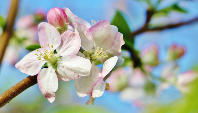 りんごの花言葉ってなに ぽむれぽ