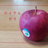 【ロイヤルガラ】ニュージーランド生まれのつやつやなりんご｜りんごの品種を勉強する#26